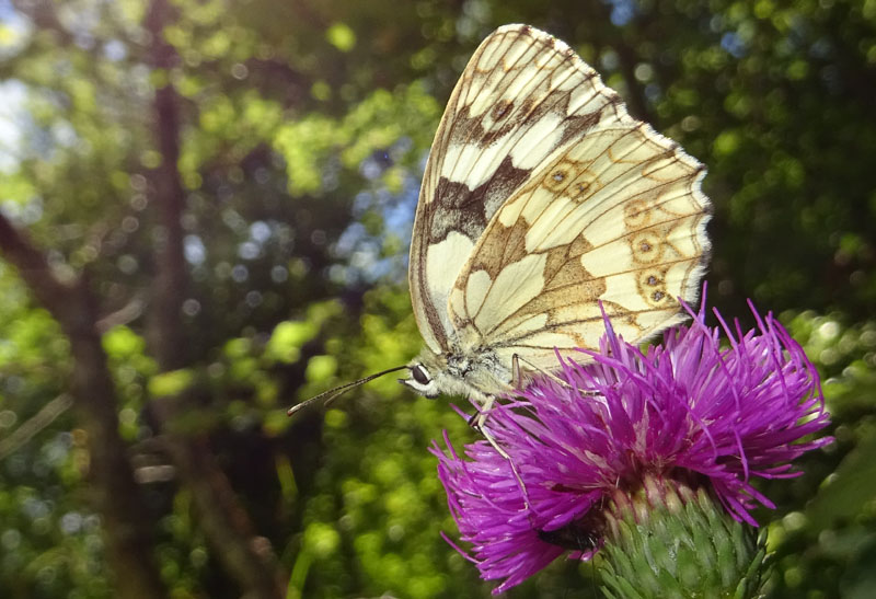 Melanargia galathea.....colori normali ? s� !